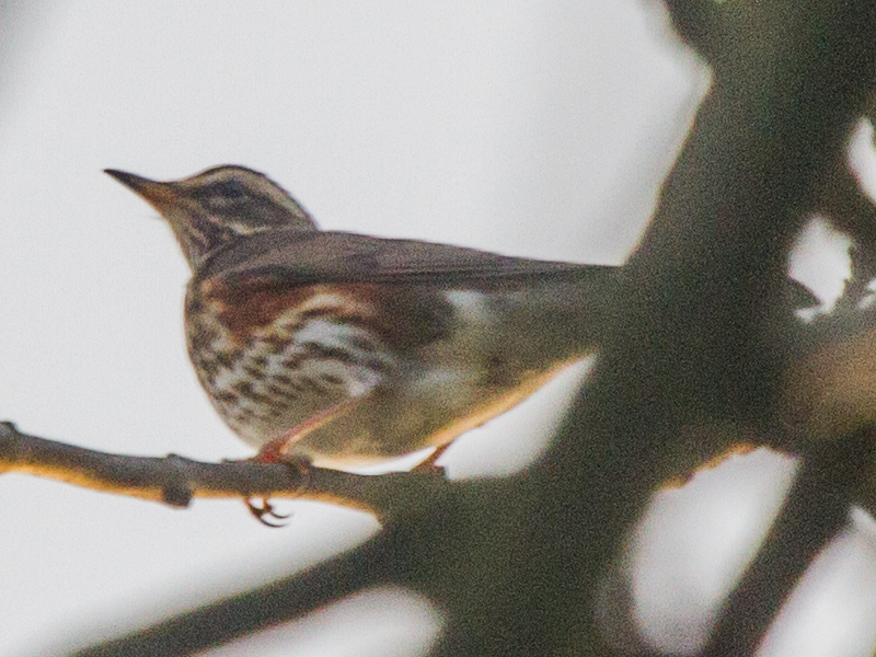 Redwing